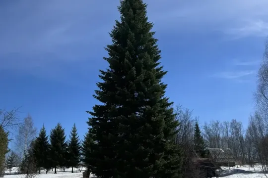 Хвойные деревья