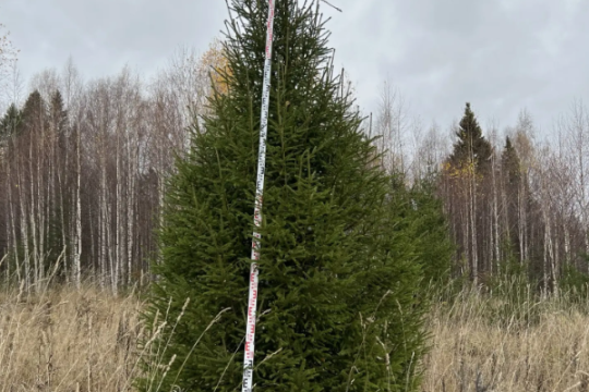 Хвойные деревья