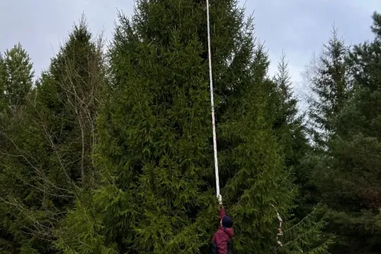 Хвойные деревья