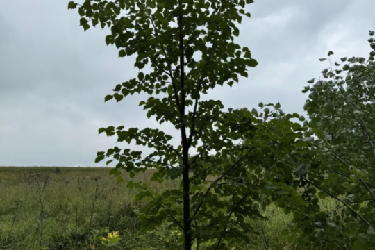 Лиственные деревья