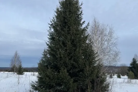 Хвойные деревья